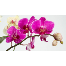 Орхидея отдушка 15 мл