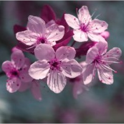 Гранат и вишневый цветок, отдушка,15 мл Россия